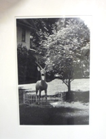 Plastic Deer with Fence, Roscoe, NY, 1975 Gelatin silver print, ed. 11 of 25 12 1/8 x 8 1/8 inches