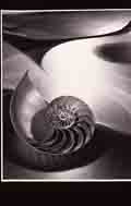 Space Composition with Chambered Nautilus, 1948 Gelatin silver print 11 x 14 inches