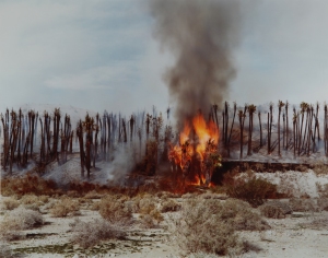 Desert Fire #1 (Burning Palms), 1983 Cibachrome, ed. 1 of 3 18 ¼ x 23 inches