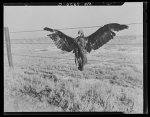 A Very Blue Eagle: Tranquility Vicinity, Fresno County, 1936 Gelatin silver print, copy print, printed 1981 11 x 14 inches 